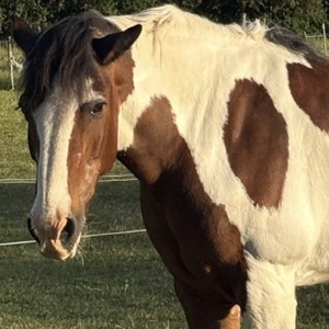 A customer's horse standing in a field